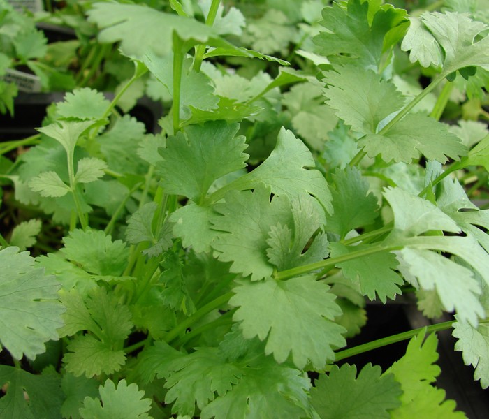 Cilantro