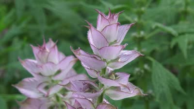 Clary Sage