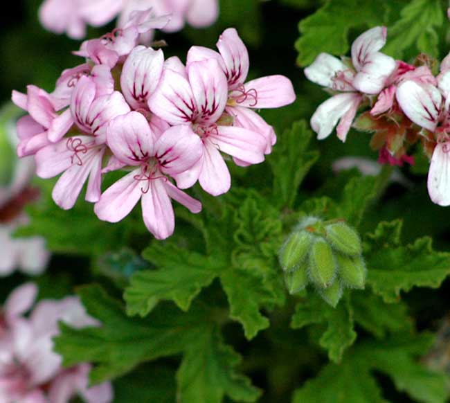 Geranium