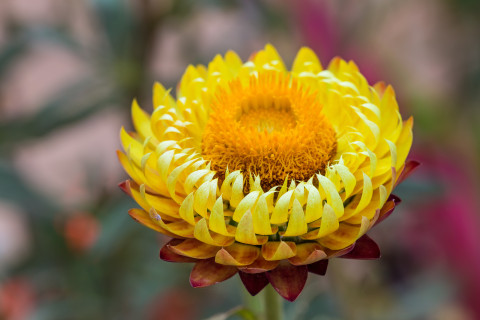 Helichrysum