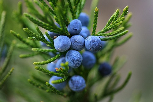 Juniper Berry