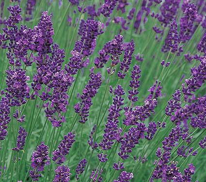 Lavender