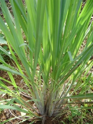 Lemongrass