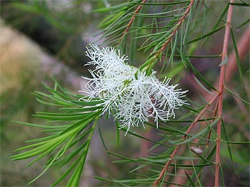 Melaleuca