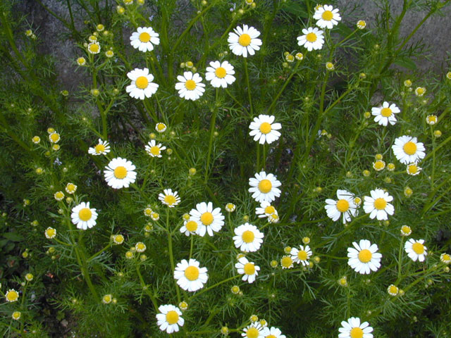 Roman Chamomile