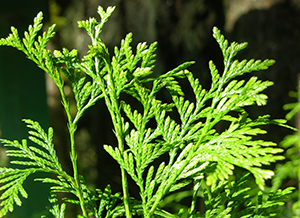 Arborvitae