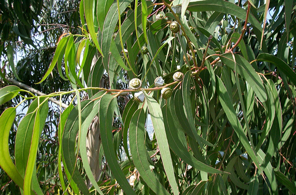 Eucalyptus