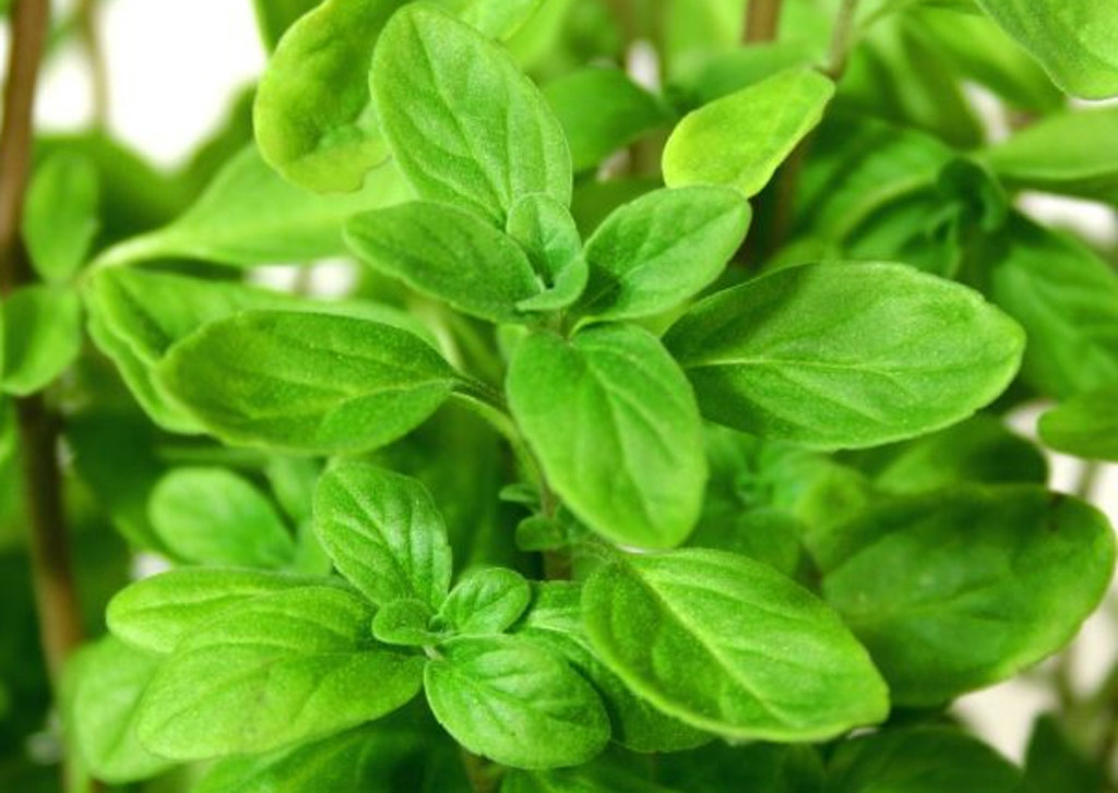 Marjoram