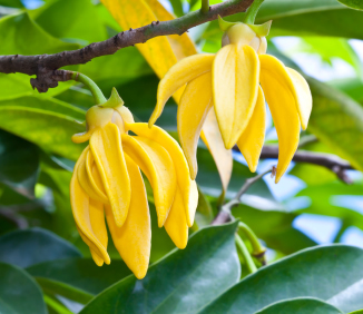 Ylang Ylang